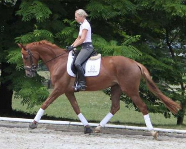 Springpferd Holla 7* (Trakehner, 2009, von Polarion)