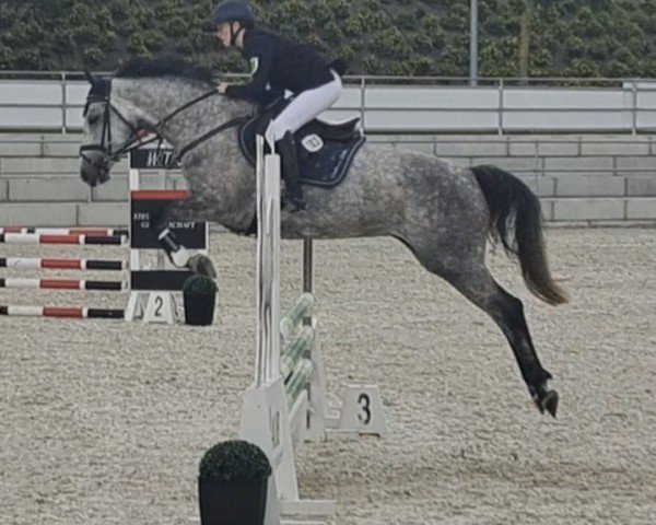 jumper Chess 49 (Oldenburg show jumper, 2018, from K.i Checkter) jumper Chess 49 (Oldenburg show jumper, 2018, from K.i Checkter)