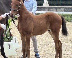 stallion Good Game (Westphalian, 2024, from Global Dancer)