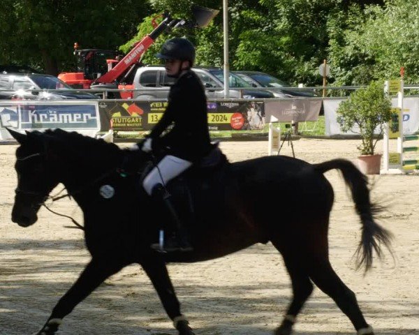 Reitturnier Winnenden 2024