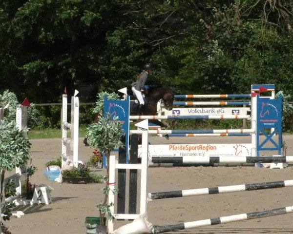 Reitturnier Springe 2024