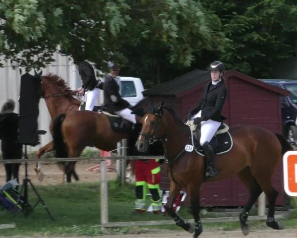 Reitturnier Springe 2024