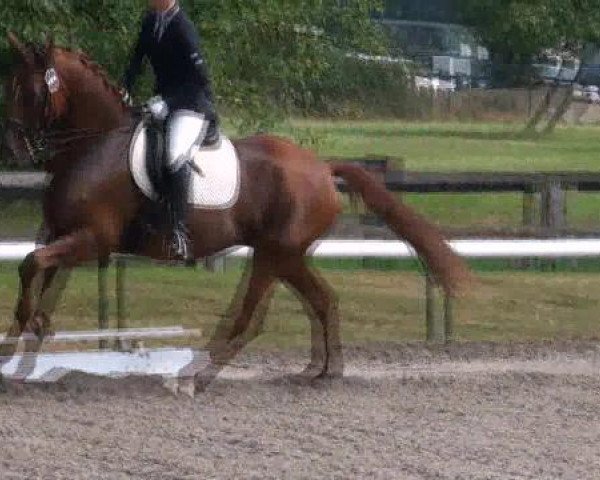 Reit- und Springturnier des LRFV Recklinghausen e.V. vom 23.-26.08.2012