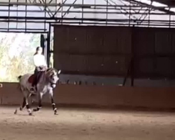 Video de Bernini S