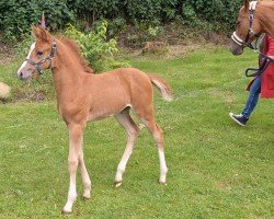horse Merida (German Riding Pony, 2024, from César 7)