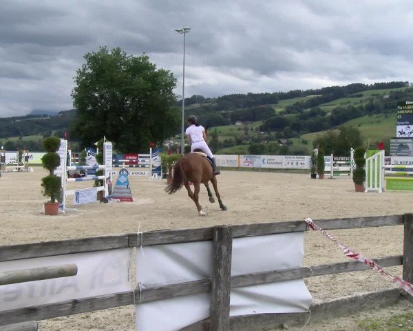 Reitturnier Hitzkirch 2024
