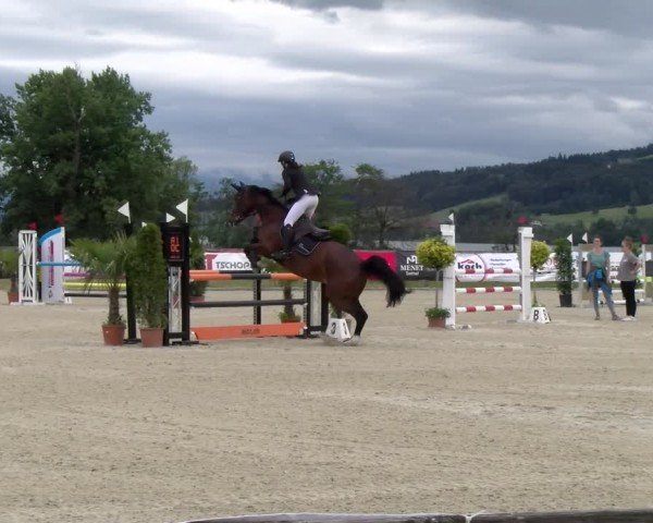 Reitturnier Hitzkirch 2024