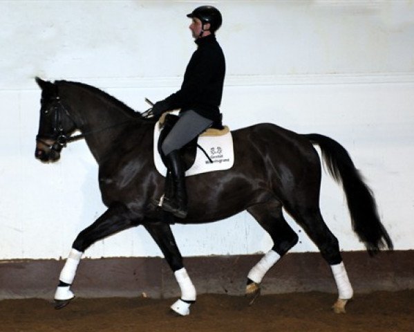 horse Alba Lord (Trakehner, 2010, from Lord Luciano 2)