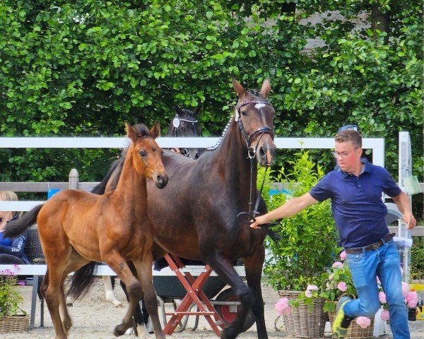 Pferd Encanto (Westfale, 2024, von Escaneno)