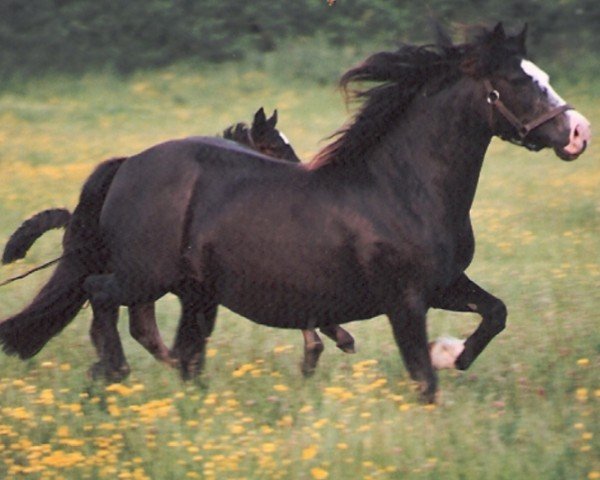 broodmare Derwen Pryder (Welsh-Cob (Sek. D), 1978, from Cefnpark Boy)