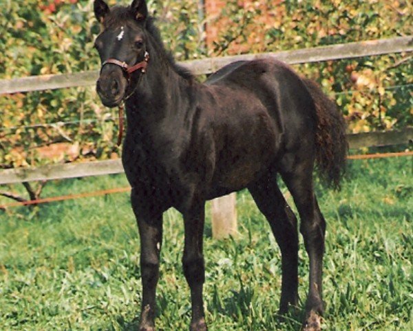 horse Rainhill Eclipse (Welsh-Cob (Sek. D), 1992, from Ystrad Dewi Flyer)