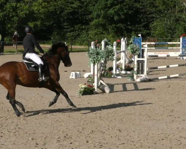 Reitturnier Springe 2024