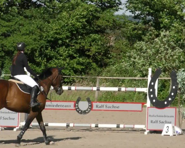 Reitturnier Springe 2024