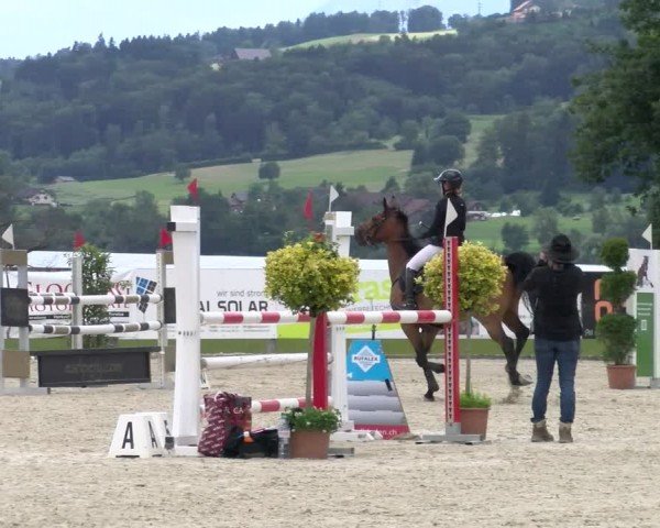 Reitturnier Hitzkirch 2024