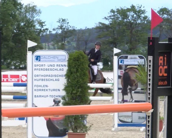 Reitturnier Hitzkirch 2024