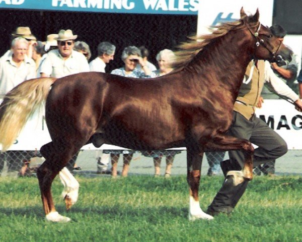 horse Rainhill Flyaway (Welsh-Cob (Sek. D), 1989, from Ystrad Dewi Flyer)