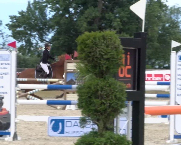 Reitturnier Hitzkirch 2024
