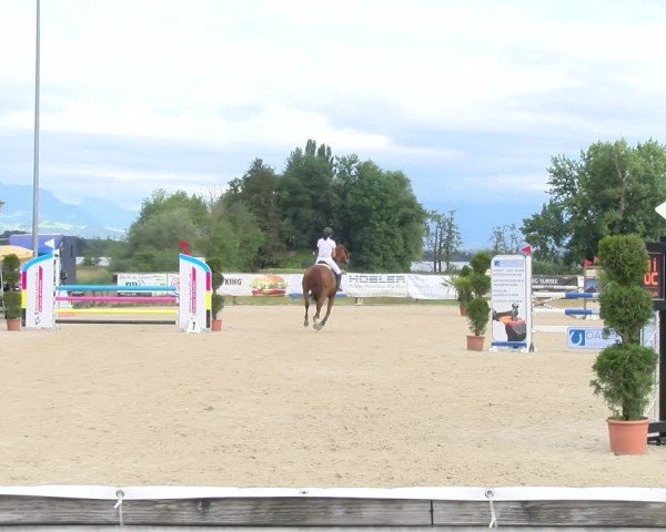 Reitturnier Hitzkirch 2024