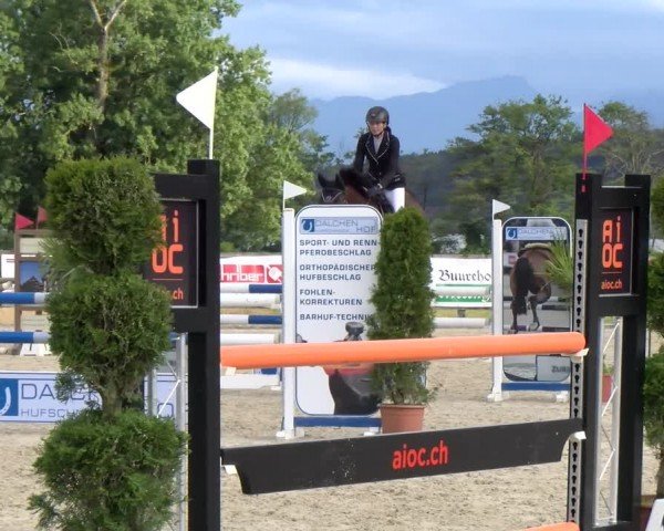 Reitturnier Hitzkirch 2024
