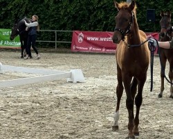 Pferd Sonic Empire GL (Westfale, 2024, von San To Alati FRH)