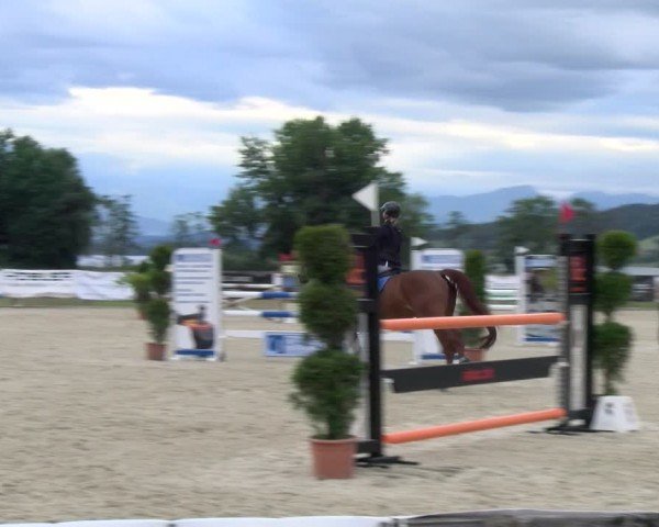 Reitturnier Hitzkirch 2024