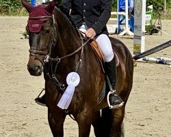 jumper Vancouver 75 (Hanoverian, 2015, from Uccello)
