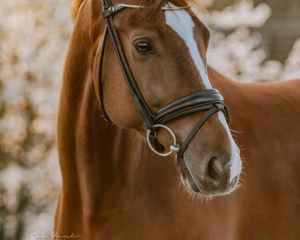 dressage horse Baliano il Piccolo (Oldenburg, 2019, from Blue Hors Baron)