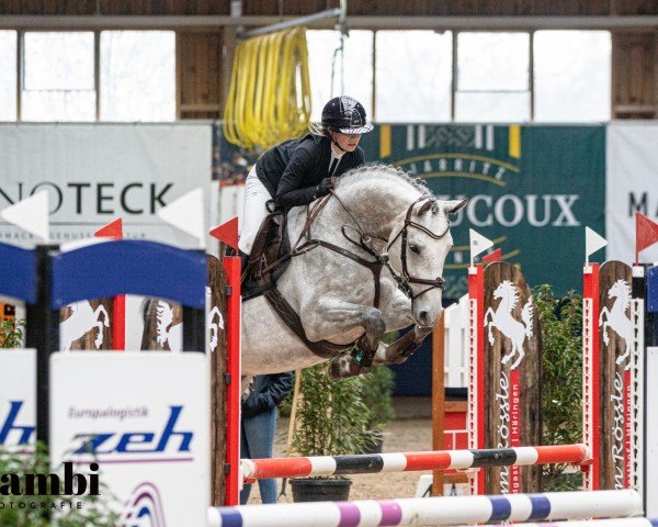 jumper Checkson (German Sport Horse, 2019, from K.i Checkter) jumper Checkson (German Sport Horse, 2019, from K.i Checkter)