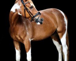 jumper Nikomedes (Little German Riding Horse, 2012, from Nobilis)