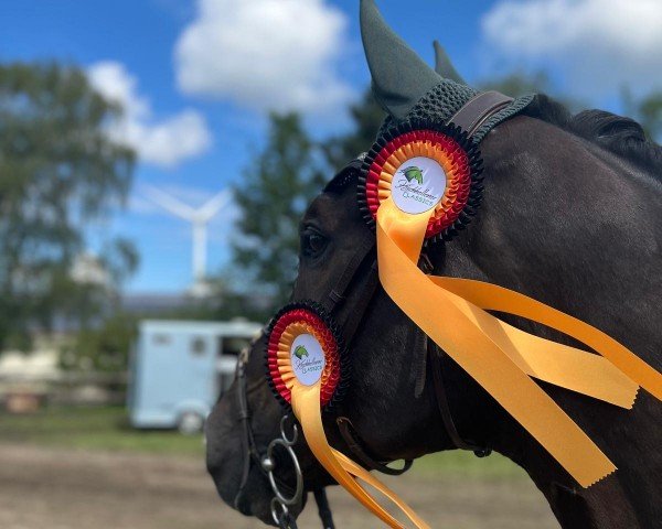 Springpferd Vigotaire (Belgisches Warmblut, 2014, von Vigo d'Arsouilles)