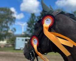 jumper Vigotaire (Belgian Warmblood, 2014, from Vigo d'Arsouilles)