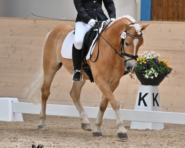 Dressurpferd Salazar (Haflinger, 2019, von Sandrino (5,27% ox))