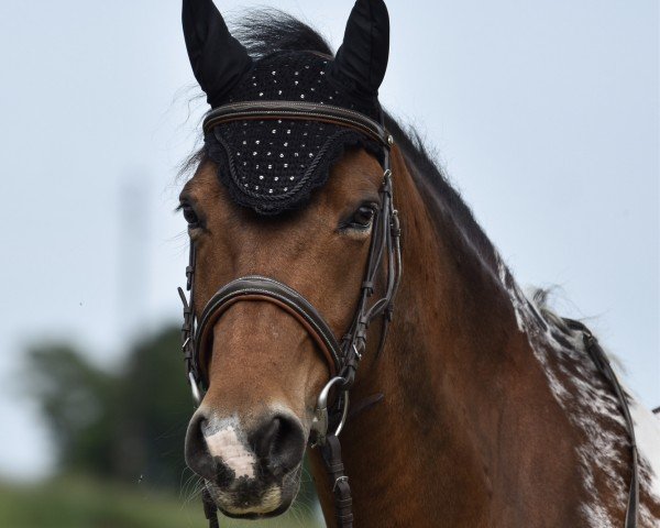 dressage horse Helmut 29 (unknown, 2009)