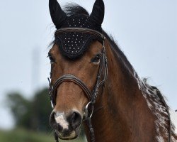 dressage horse Helmut 29 (unknown, 2009)