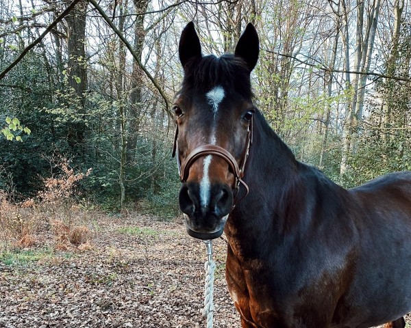 dressage horse Moon (German Riding Pony, 1997, from Marsvogel xx)