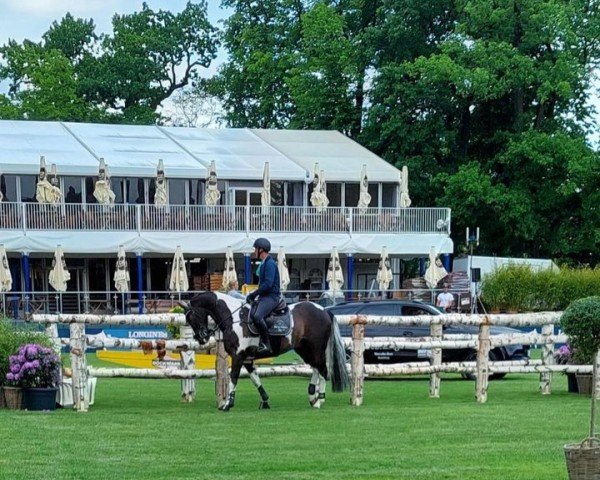 jumper San Franzisko 10 (German Warmblood, 2005, from Samenco II K)