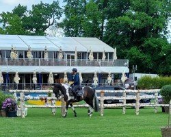 jumper San Franzisko 10 (German Warmblood, 2005, from Samenco II K)