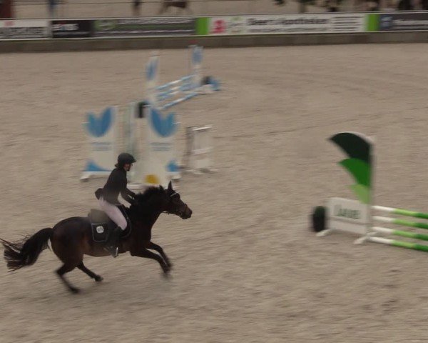 Reitturnier Dorfchemnitz 2024