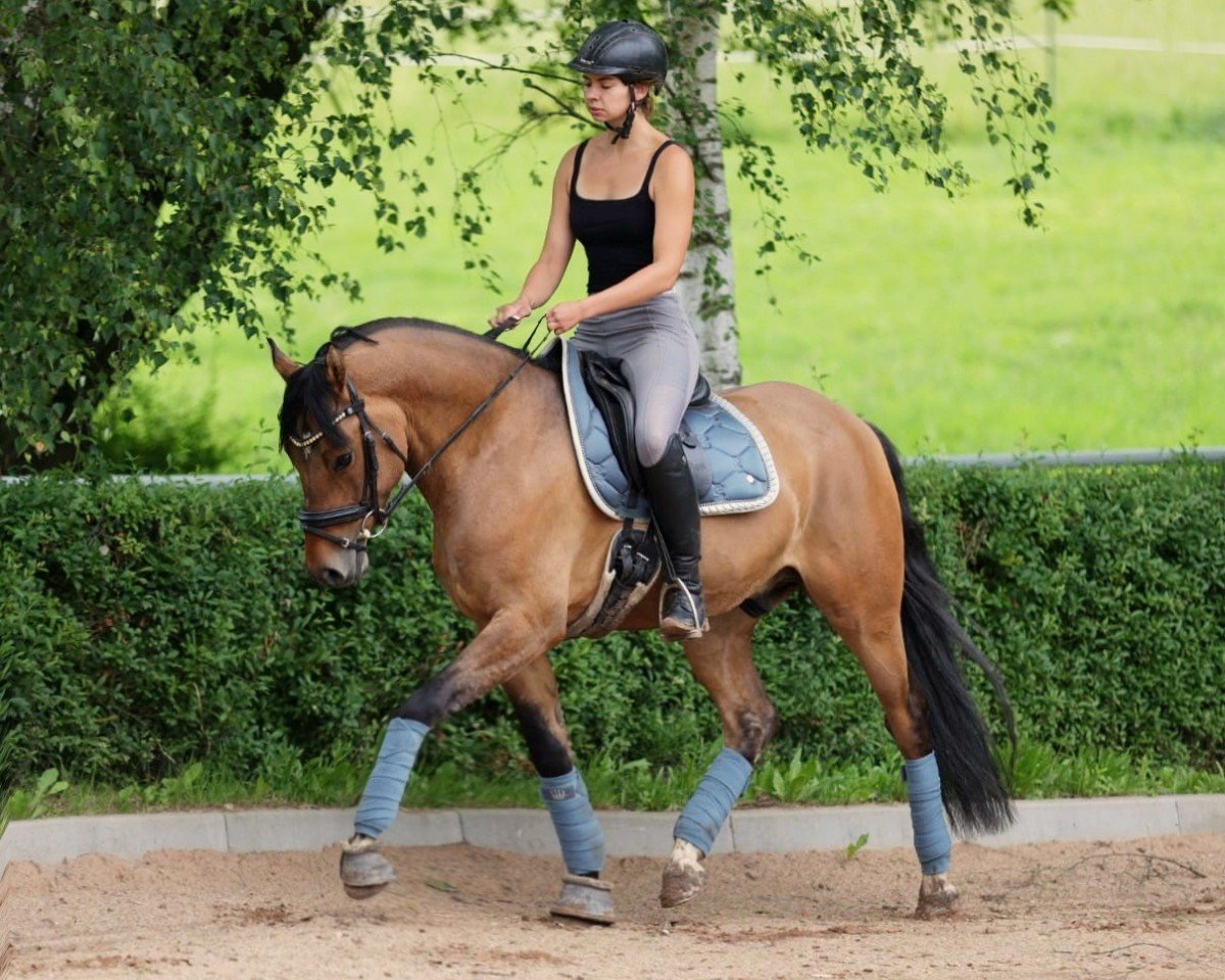 stallion HJK Chase (German Riding Pony, 2020, from Coleur de Luxe K)