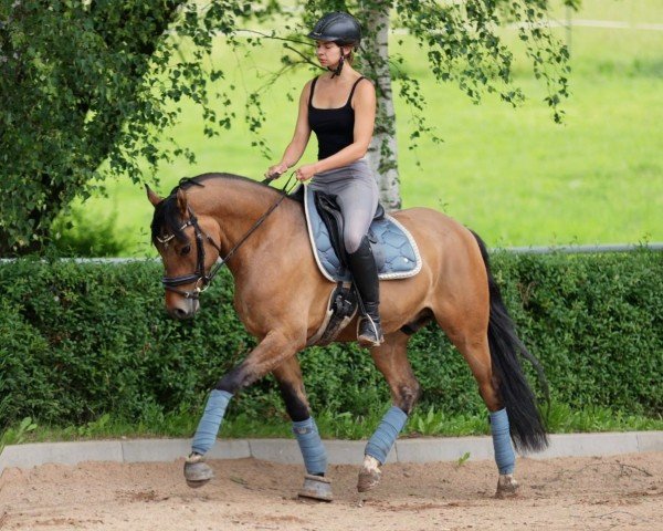 stallion HJK Chase (German Riding Pony, 2020, from Coleur de Luxe K)