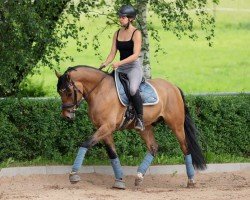 stallion HJK Chase (German Riding Pony, 2020, from Coleur de Luxe K)
