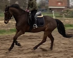 jumper Braaklander Balou (German Warmblood, 2016, from Beautyful Stallion)
