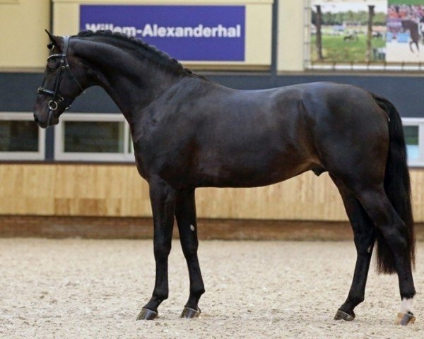stallion LORD DIAMOND (KWPN (Royal Dutch Sporthorse), 2016, from Daily Diamond) stallion LORD DIAMOND (KWPN (Royal Dutch Sporthorse), 2016, from Daily Diamond)