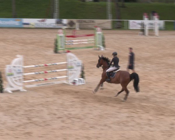 Reitturnier Stadl-Paura 2024