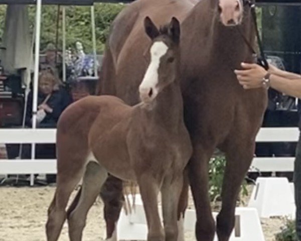 horse Hengst von Escaneno / Sir Donnerhall I (Westphalian, 2024, from Escaneno)