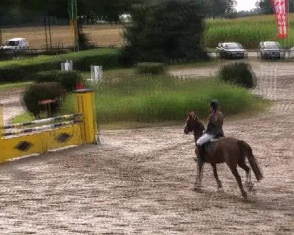 Reit- und Springturnier des LRFV Recklinghausen e.V. vom 23.-26.08.2012