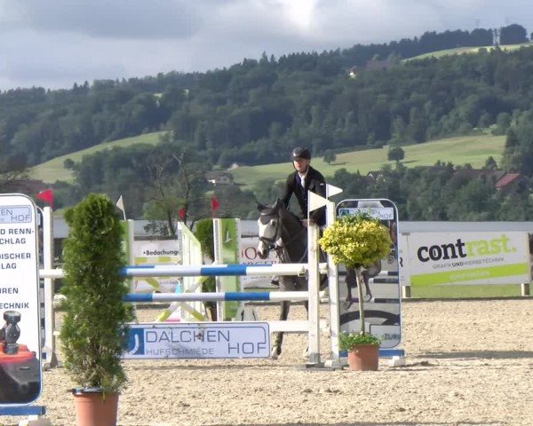 Reitturnier Hitzkirch 2024