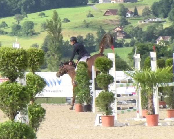 Reitturnier Hitzkirch 2024