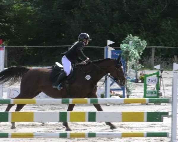 Reitturnier Springe 2024