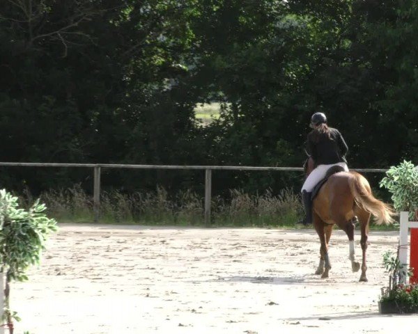 Reitturnier Springe 2024
